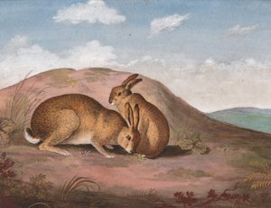Deux lièvres : sur une colline - Unbekannt
