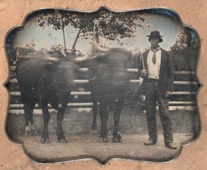 Deux bœufs et conducteur, 1850s