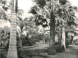 Cour typique hawaïenne, Honolulu, USA, 1895 - Unbekannt