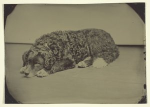 Chien sans titre, 185099 - Unbekannt