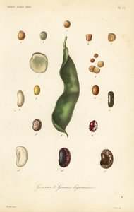 Variétés de pois et de haricots - Unbekannt