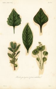 Herbes potagères et pour salades
