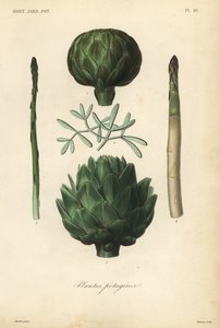 Légumes