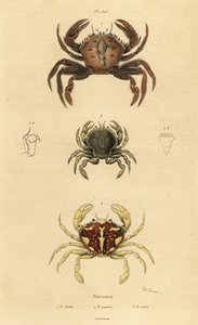 Crabe velours, Necora puber, crabe nageur marbré, Liocarcinus marmoreus, et crabe nageur de Pennant, Portumnus latipes