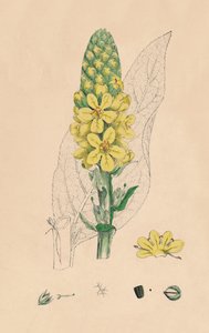 Verbascum Thapsus. Grande molène, 19ème siècle - Unbekannt
