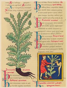 Verveine, 1947 - Unbekannt