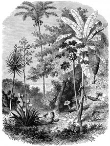 Vue de la côte espagnole, Guatemala, 1877 - Unbekannt