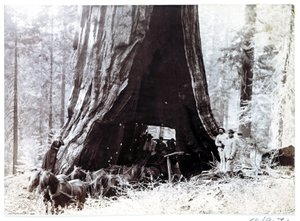 Wagon passant à travers un arbre géant, Amérique du Nord, vers 1900