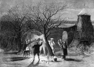 Bénédiction des pommiers avec du cidre chaud dans le Devonshire à la veille de la douzième nuit
