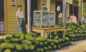 Pastèques à vendre, Trinidad, B.W.I., années 1940