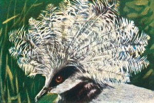 Pigeon couronné occidental, c1928 - Unbekannt