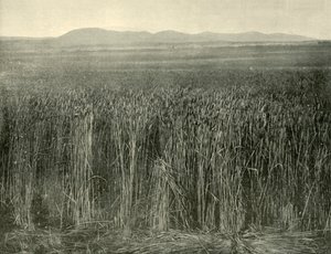 Champ de blé, Canning Downs, Queensland, 1901 - Unbekannt
