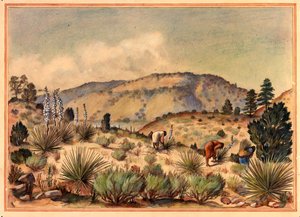 Femmes cueillant des plantes de yucca, XXe siècle