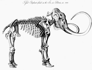 Squelette de mammouth laineux Mammuthus, 1830