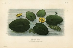 Nénuphar jaune, Nuphar lutea, Nénuphar lutea, Nénuphar jaune