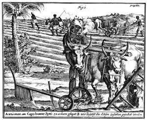 Attelage de bœufs et labourage des champs, Afrique du Sud, XVIIIe siècle, 1931 - Unbekannt