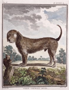 Chien croisé