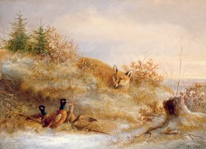 Renard et faisans en hiver
