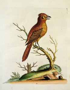 Grand Bulcher à crête indien, publié en mai 1742 par G.E. Inard