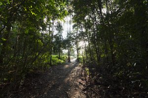 Sentier dans la jungle près du camp Leaky, parc national de Tanjung Puting, Kalimantan central, Bornéo, Indonésie