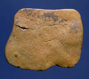 Renne, dessin incisé sur calcaire, Paléolithique, Magdalénien V, de Laugerie Basse, Dordogne, c.12000 av. J.-C.