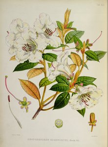 Rhododendron : Edgeworthi, de 