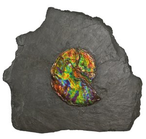 Un grand ammonite irisé, du Canada