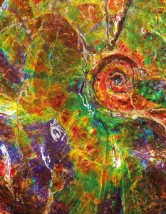 Un grand ammonite iridescent, du Canada