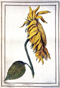 Un tournesol - Unbekannter Künstler