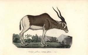 Addax ou antilope à vis, Addax nasomaculatus. Gravure sur cuivre coloriée à la main du Complements de Buffon de René Primevère Lesson, Pourrat Frères, Paris