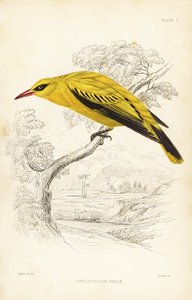 Loriot doré africain, Oriolus auratus