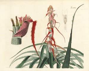 Aguava, Bromelia alsodes (Ananas à feuilles étroites, Bromelia sylvestris). Gravure sur cuivre coloriée à la main par Weddell d