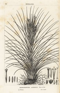 Tillandsia juncea (Bonapartea juncea). Lithographie en couleur de Louis van Houtte et Charles Lemaire, Flore des Serres et des Jardins de l
