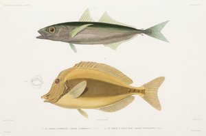 Carangue à bandes ambrées et Chirurgien-rasoir - Unbekannter Künstler