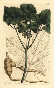 Ginseng américain, Panax quinquefolius