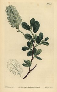 Fothergilla gardenii