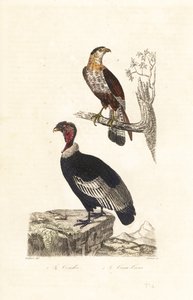 Condor des Andes et caracara huppé - Unbekannter Künstler