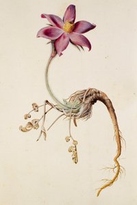 Anémone pulsatille