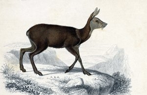Chevrotain (Moschus Pygnueus). Mammifères quadrupèdes ruminants - dans « Dictionnaire universel d
