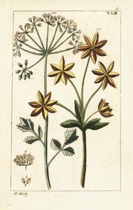 Anis ou anis étoilé, Pimpinella anisum - Unbekannter Künstler