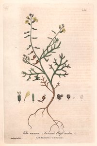 Vella annuelle (Vella annua) - Planche botanique de Isaac Russell, gravée par Charles Matthews, tirée de « Phénomènes botaniques anglais » de William Baxter (1788-1871)