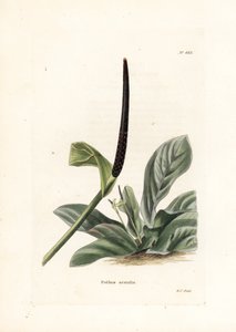 Anthurium nid d