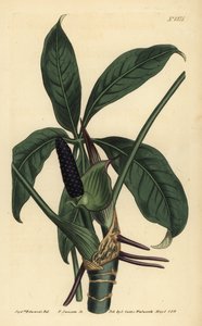 Anthurium palmatum