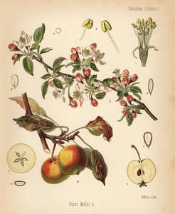 Pommier, Malus domestica (Pyrus malus) - Unbekannter Künstler