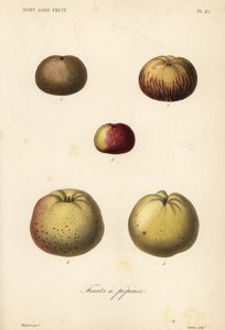Variétés de pommes