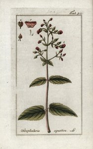 Scrofulaire aquatique (Scrophularia aquatica) - Unbekannter Künstler
