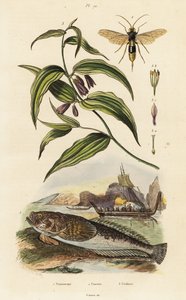 Stargazer atlantique, guêpe de bois et cloches de fée chinoises