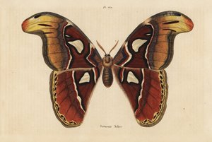 Papillon atlas, Attacus atlas
