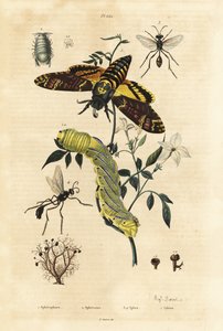 Lichen sphérique, Sphaerophorus globulus, crustacé Dynamene, guêpes fouisseuses, espèces Sphex, et sphinx tête de mort africain, Acherontia atropos, et chenille - Unbekannt