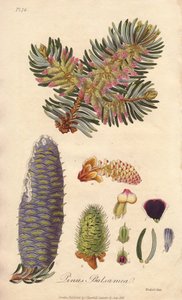 Sapin baumier (Abies balsamea) - Illustration de “Botanique médicale, description des plantes médicinales de Londres, Édimbourg et Dublin” par John Stephenson et James Morss Churchill - Unbekannter Künstler